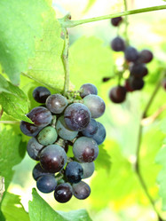 Similar image 238511