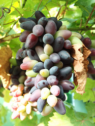 Similar image 238531