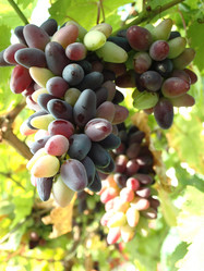 Similar image 238537