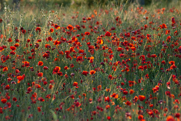 Similar image 238544