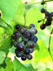 Similar image 238545