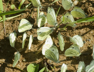 Similar image 238585