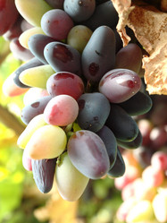 Similar image 238618