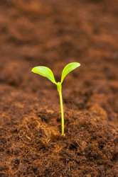 Similar image 238657