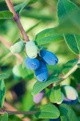 Similar image 238807