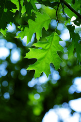 Similar image 238857