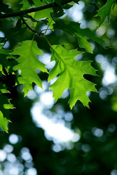 Similar image 238913