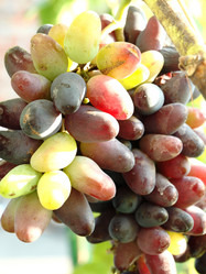 Similar image 238916