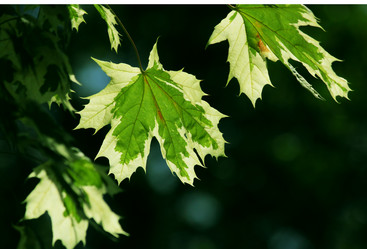 Similar image 239004