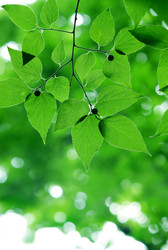 Similar image 239035