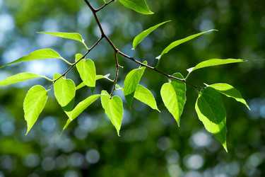 Similar image 239036