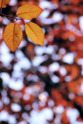 Similar image 239178