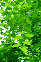 Similar image 239181