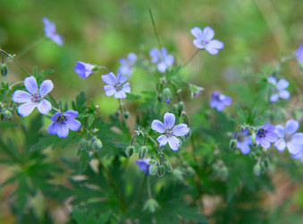 Similar image 239232