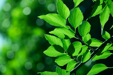 Similar image 239259