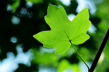 Similar image 239290