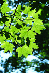 Similar image 239295