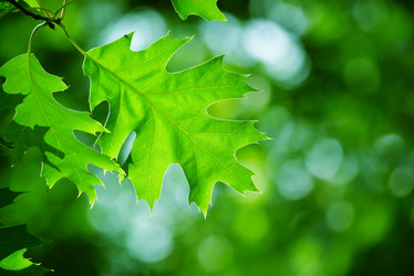 Similar image 239332