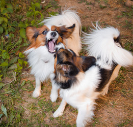 Similar image 239336