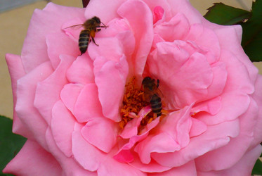 Similar image 239368