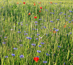 Similar image 239398