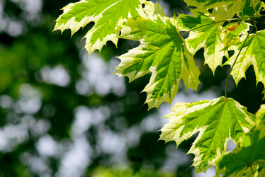 Similar image 239455