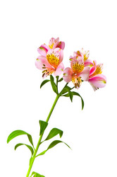 Similar image 239698