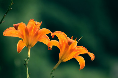 Similar image 239811