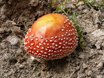 Similar image 239884