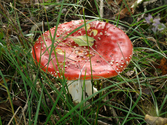 Similar image 239885