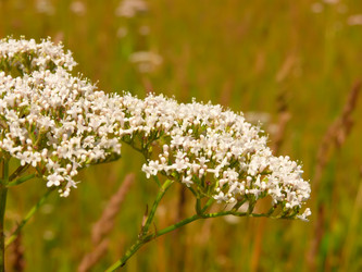 Similar image 239888