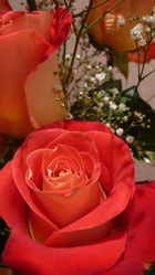 Similar image 239955