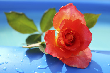 Similar image 240176