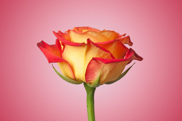 Similar image 240480