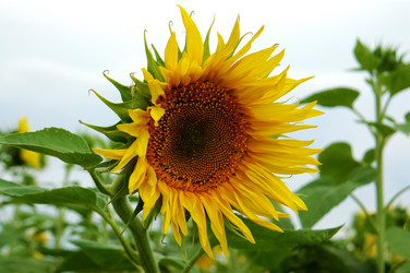 Similar image 240488