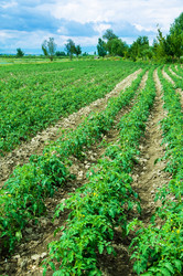 Similar image 241434