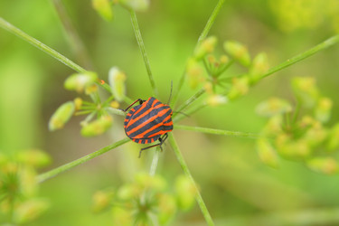 Similar image 241596