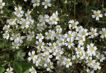 Similar image 241616