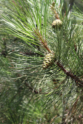 Similar image 241704