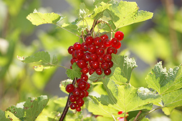 Similar image 241896