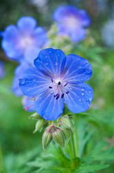 Similar image 241910