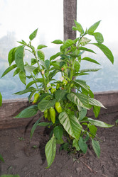 Similar image 241936