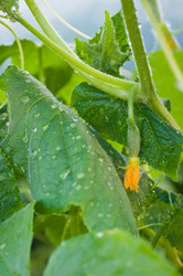 Similar image 241948