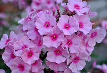 Similar image 241999