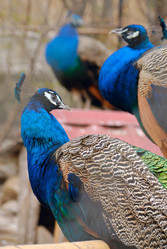 Similar image 242082