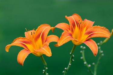 Similar image 242215