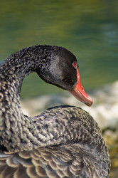 Similar image 242238