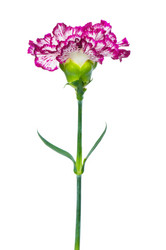 Similar image 242248