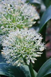 Similar image 242314