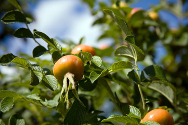 Similar image 242731